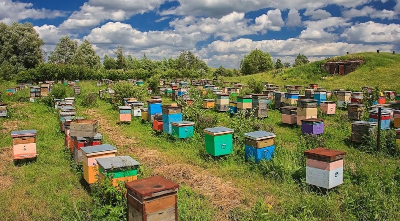 Инвестируем в разведение пчел